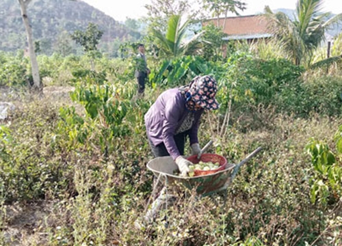 Đắk Lắk: Dân khốn khổ vì trồng cây nhàu, chết dở khi doanh nghiệp "lặn" mất tăm