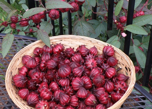 Mùa hoa Atiso nở rộ, giá 35 ngàn đồng/kg, bà nội trợ Việt lên mạng gom đơn mua chung để được hái tươi và không mất phí chuyển xe khách