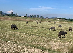 Nghệ An nỗ lực ứng phó với hạn hán, nắng gắt