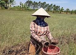 Ninh Bình: Chị em dùng "tuyệt chiêu" thả thính tóm con "tham ăn nhát chết" mà kiếm bộn tiền