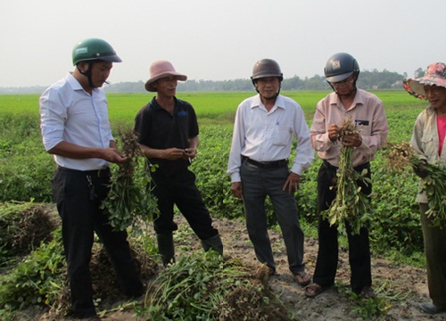 Quảng Nam: Chuyển đổi "ruộng nước trời" sang trồng rau, cây dược liệu, lợi nhuận tăng 20-30%