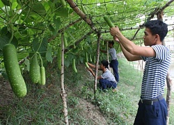 Rau xanh trên mảnh đất nhiễm phèn