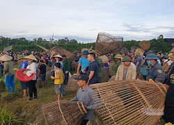 Sau tiếng hô lớn của chủ tịch xã, dân làng ào xuống đầm săn cá