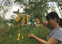 Trồng cây "đặc chủng" mùa lũ, hái bông vàng rực lúc nửa đêm, làm chơi chơi cũng dư ăn