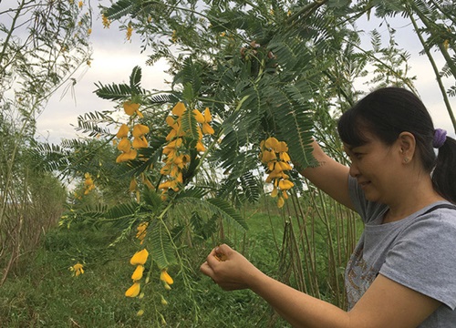 Trồng cây "đặc chủng" mùa lũ, hái bông vàng rực lúc nửa đêm, làm chơi chơi cũng dư ăn