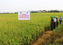 Trồng lúa lãi cao nhờ bón NPK Lâm Thao khép kín