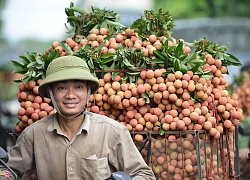 Vải thiều Bắc Giang được giá, bán chạy