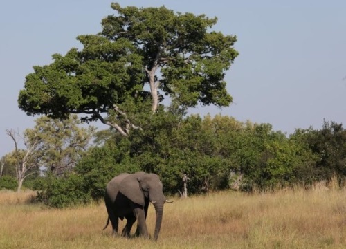 154 con voi chết bí ẩn ở Botswana