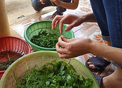 Cách nhặt rau ngót sáng tạo dành cho hội những người lười