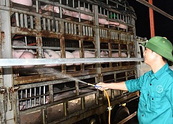 Dự kiến nhập khẩu 1,9 triệu heo thịt Thái Lan