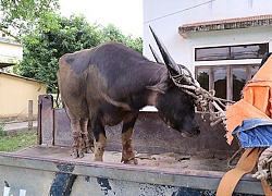 Hà Tĩnh: Người phụ nữ tử vong vì bị trâu điên húc thủng bụng