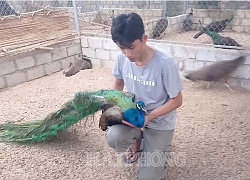 Hải Phòng: Nuôi chim "phong thủy" như nuôi gà, chỉ bán lông đuôi đã kiếm bộn tiền