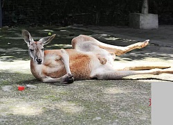 Phẫn nộ với hình ảnh hàng loạt Kangaroo trong sở thú Trung Quốc thương vong vì hành động thiếu ý thức của du khách