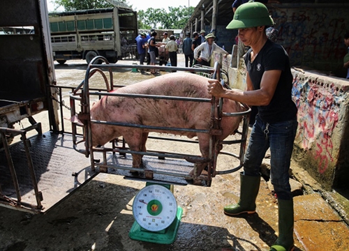 Thương lái chợ lợn Hà Nam vắt vẻo ngồi "buôn chuyện" cả ngày vì ế ẩm