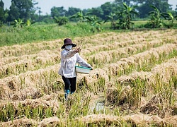 Xử lý đốt rơm rạ ngoại thành Hà Nội: Chưa có biện pháp bền vững