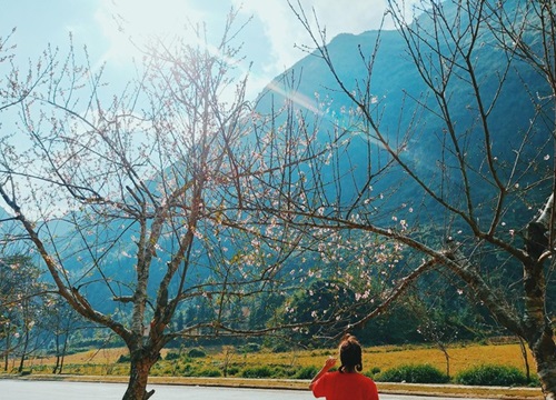 Ảnh dự thi "Việt Nam trong tôi": Xuân trên cao nguyên đá