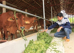 Chăn nuôi bò sinh sản 35 con, mỗi năm lão nông phố thị "đút túi" hơn 200 triệu ngon ơ