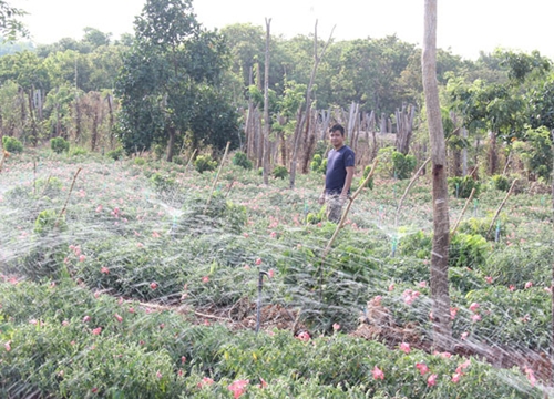 Đắk Lắk: 8X quyết chặt cà phê, bỏ chanh dây trồng vườn sâm tốt bời bời, củ rất to