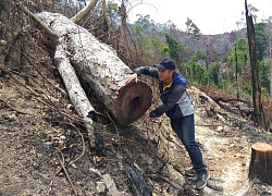 Người giữ rừng trên những trang báo