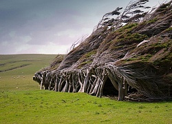 Vùng đất ở New Zealand nổi tiếng sở hữu loạt cây nghiêng ngả hình thù lạ kỳ