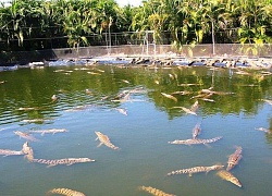 Australia: Hàng chục con cá sấu con bị bắt trộm tại công viên hoang dã