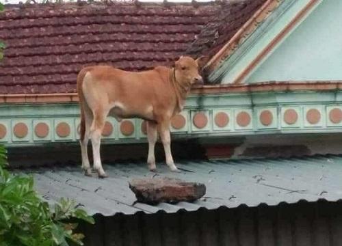 Chú bò lạc lên nóc nhà với khuôn mặt hoang mang khiến người ta phải cười nghiêng ngả "đúng là ngơ ngơ như bò đội nón"