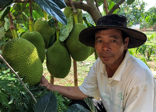 Gia Lai: Trồng mít Thái mới hơn 1 năm mà cây đã đeo đầy trái, ai ngắm cũng thích thú, trầm trồ