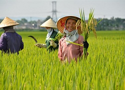 Họp ĐHĐCĐ: Nhà máy Đồng Tháp giúp Vinaseed hưởng lợi kép trong chuỗi giá trị