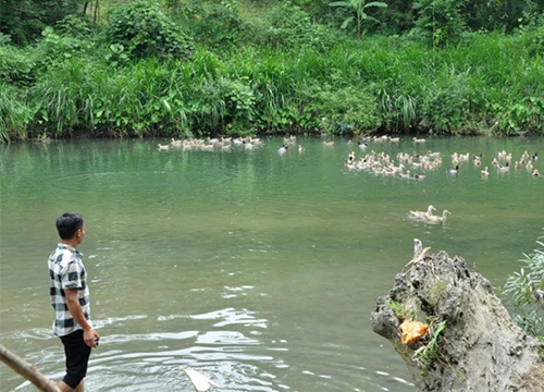 Nuôi vịt bầu đặc sản thả suối, 1 năm có 10.000 con vẫn bán hết, nhà hàng hỏi có còn không!