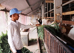 Sóc Trăng: Nuôi dê bằng cây so đũa, chẳng vất vả mà mỗi năm thu hàng chục triệu