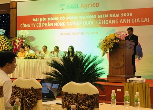 ĐHĐCĐ HAGL Agrico (HNG): Kỳ vọng nhiều vào dứa, có kế hoạch dùng 2.000ha đất cho dự án điện mặt trời