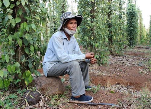 "Lột xác" ngành hồ tiêu (Bài 1)