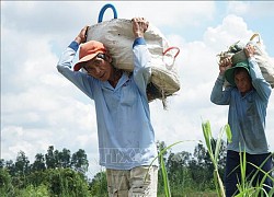 Lúa và dưa hấu tại Vĩnh Long 'bầm dập' do mưa kéo dài