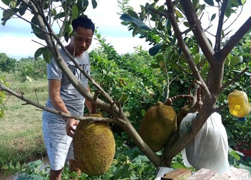 Thái Bình: Bất ngờ trồng mít Thái trên đất cực xấu mà thu được nửa tỷ đồng mỗi năm