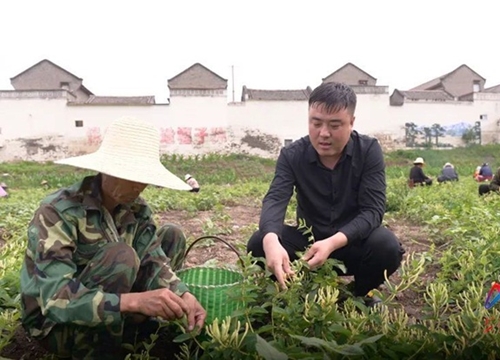 Trồng cây quý, cả làng hồ hởi "hốt tiền", giá bán nhiều nơi nửa triệu/kg