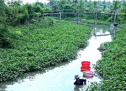 An Giang: Xuống sông săn bắt hàng chục ký trùn chỉ, kiếm tiền triệu mỗi ngày