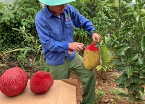 Biến mít thường thành mít da đỏ bằng cách xịt sơn