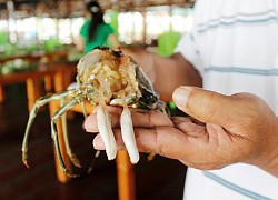 Chi tiền triệu mua tôm hùm, tá hỏa thấy miếng trắng dai như cao su: Sự thật bất ngờ