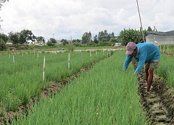 Đồng Tháp: Giá hành lá tăng cao kỷ lục, đạt 45 ngàn đồng/ký, sao nông dân lại không vui?