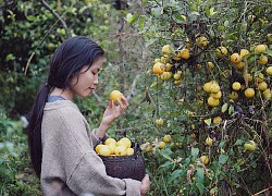 Hậu nghi vấn &#8220;đạo nhái&#8221; Lý Tử Thất, chủ nhân Bếp Trên Đỉnh Đồi hoạt động trở lại, bình tĩnh livestream và chia sẻ hàng loạt món ăn độc lạ