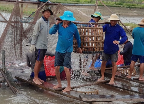 Long An: Sản lượng cá tra tăng đột biến, nghề ương cá bột lụi tàn