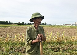 Nắng nóng khốc liệt, đất nứt toác, hoa màu chết cháy, nông dân Nghệ An "gồng mình" chống nóng