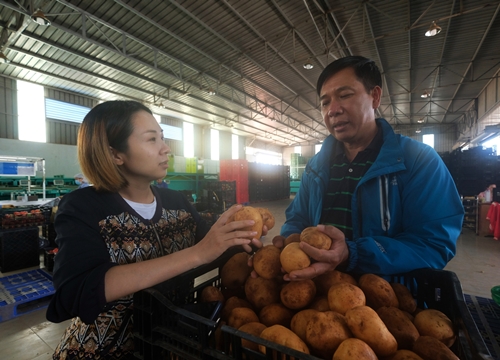 Ông Chủ tịch Hội Nông dân "rủ" 500 hộ trồng khoai tây lạ xuất khẩu sang Hàn Quốc