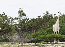 Phát hiện hươu cao cổ lông trắng quý hiếm ở Kenya