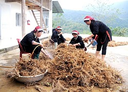 Quản Bạ: Khai thác lợi thế, phát triển sản xuất hàng hoá