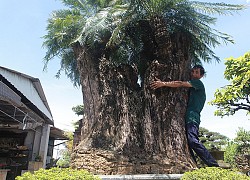 Cây sống hơn 10 thế kỷ giữa Hà Nội gây xôn xao, đại gia trả giá siêu "khủng" để sở hữu