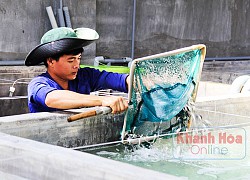 Khánh Hoà: Ngắm những con cá sủ đất rõ to nuôi trong lồng bè trên biển