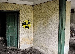 Nấm ở Chernobyl có thể được sử dụng làm "lá chắn bức xạ" trong không gian