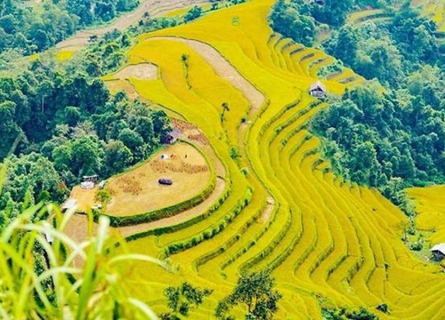 Ngắm biển lúa vàng Hoàng Su Phì và trọn vẹn những mùa hoa rất mộc của Hà Giang