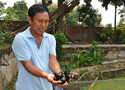 Nuôi con "hiếm có khó tìm" siêu đẻ trong ao bèo, lão nông thu về nửa tỷ đồng mỗi năm